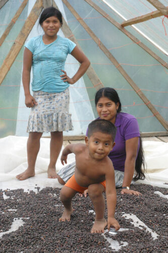 Ngöbe children among coffee on a drying bed.