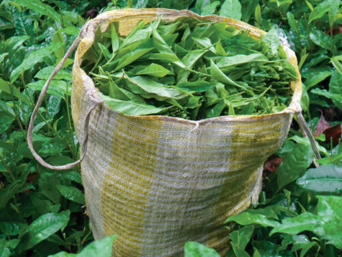 Tea picked at the Chirrepec Cooperative.