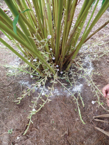 A cardamom plant.