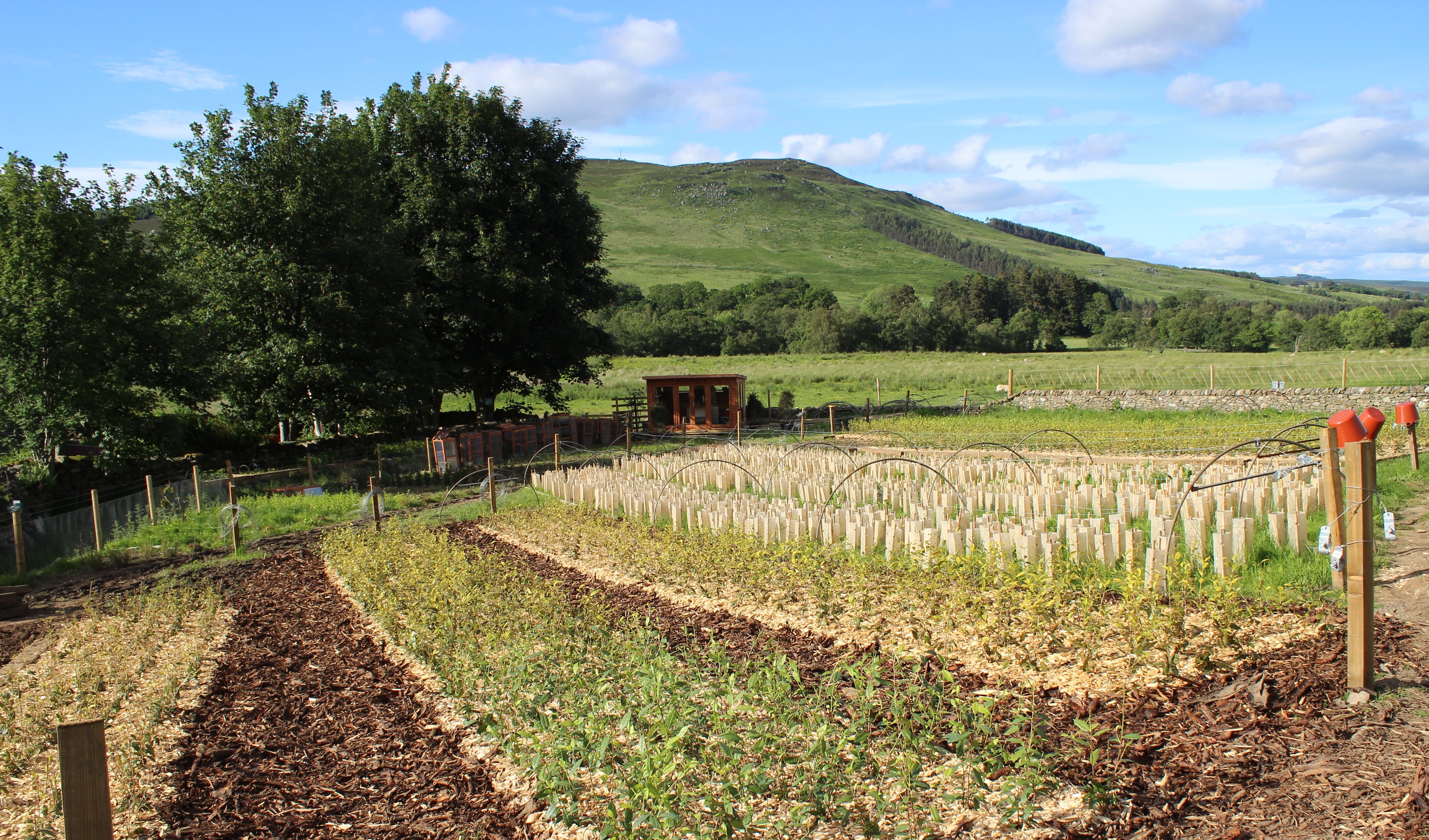 Dalreoch Plantation Panorama 2014 (1)