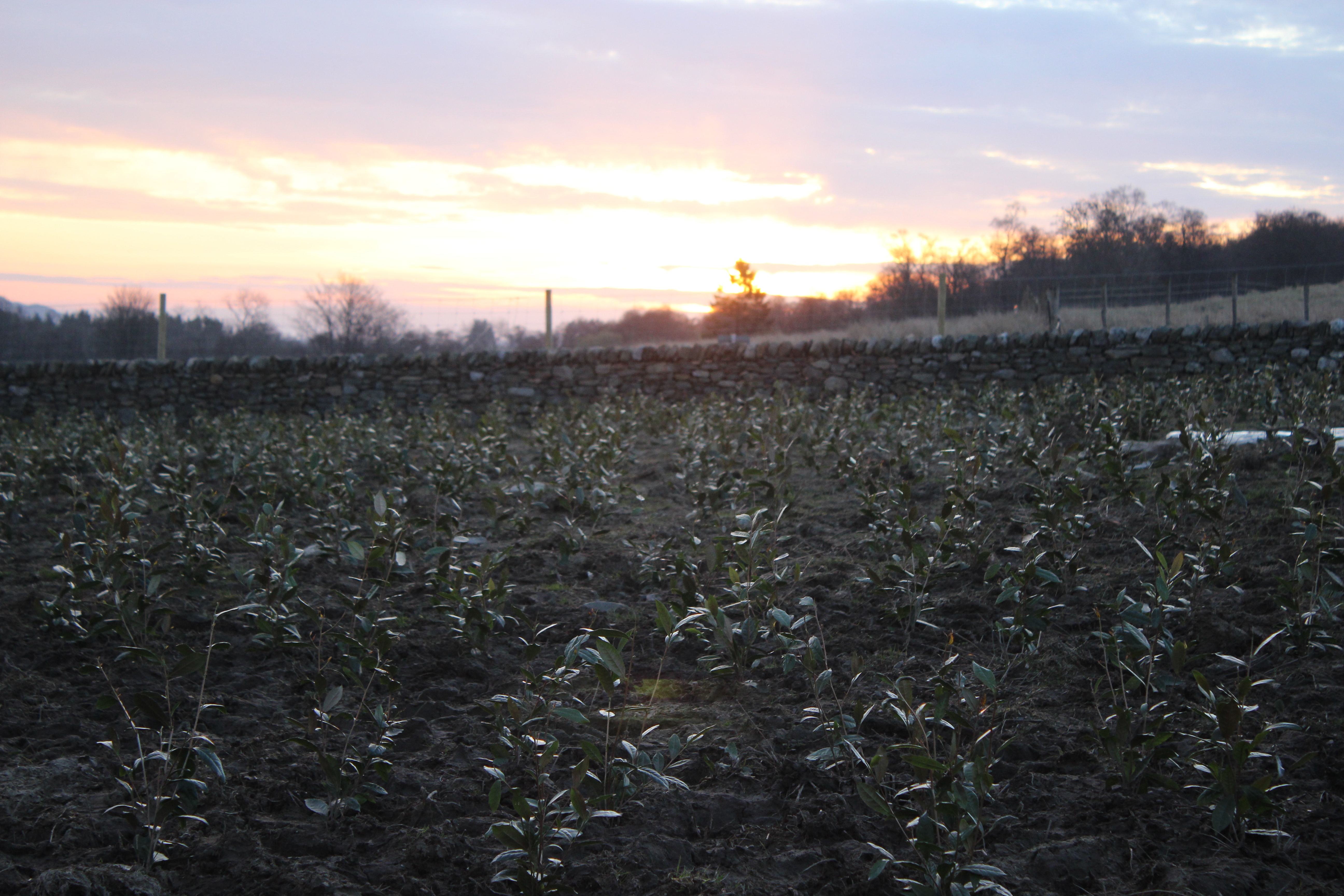 Early morning at the plantation.
