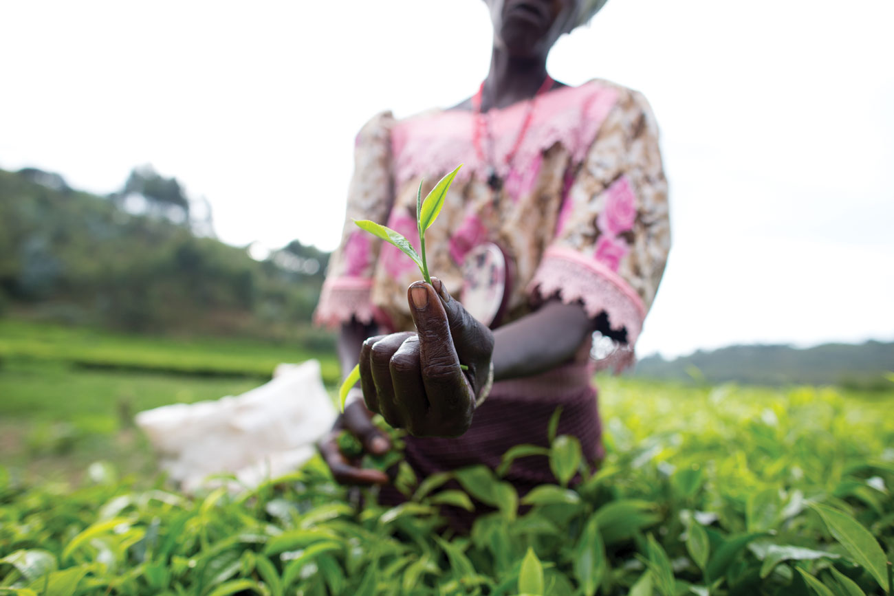 Mama Claude is not simply a coffee or tea farmer, she grows beans and corn and sweet potatoes and a range of other crops to sell and feed her family. (Photos: Kristy Carlson.)