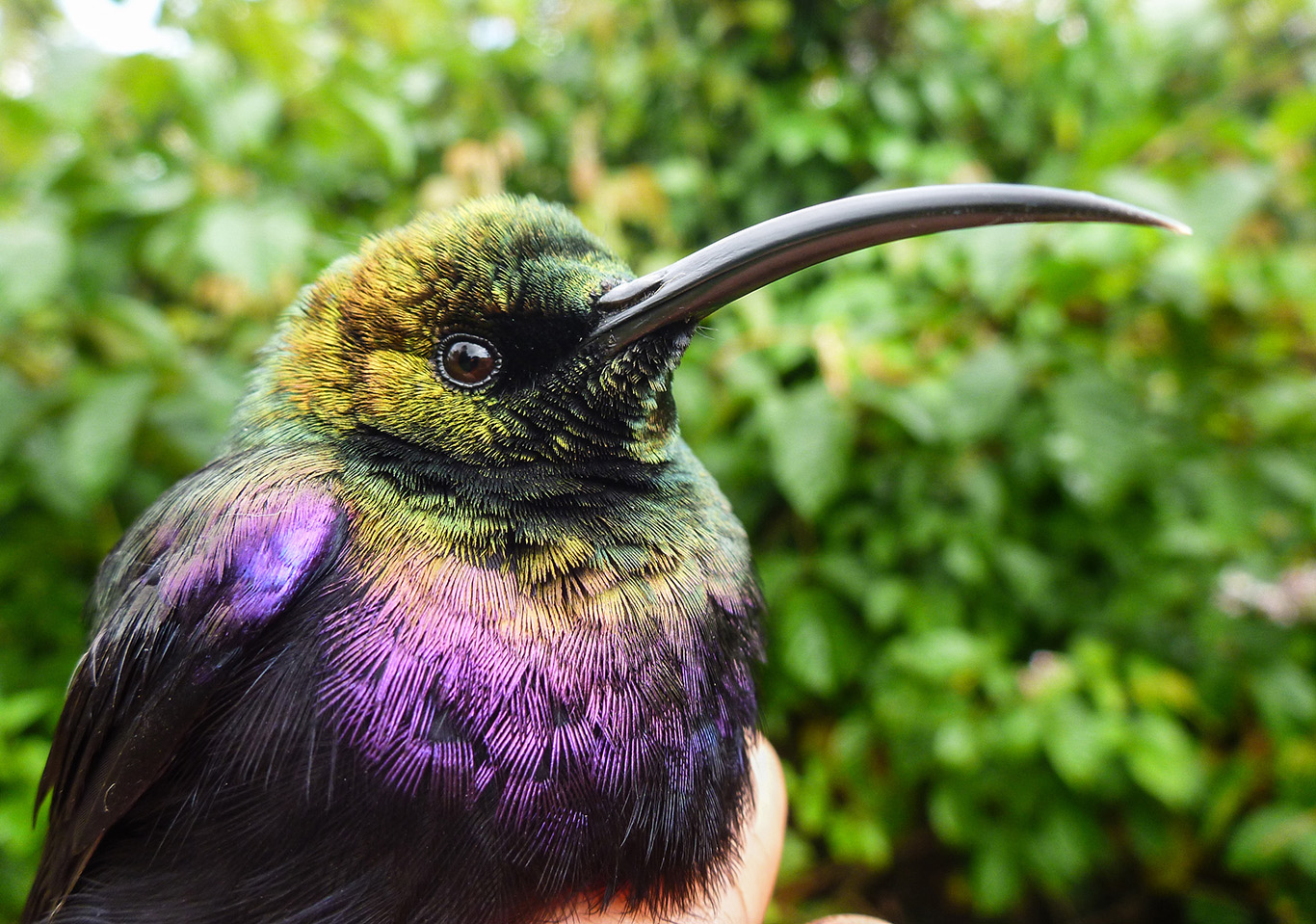 A Tacazze sunbird caught and released during the study. It's a nectar-eating bird in Ethiopian forests.