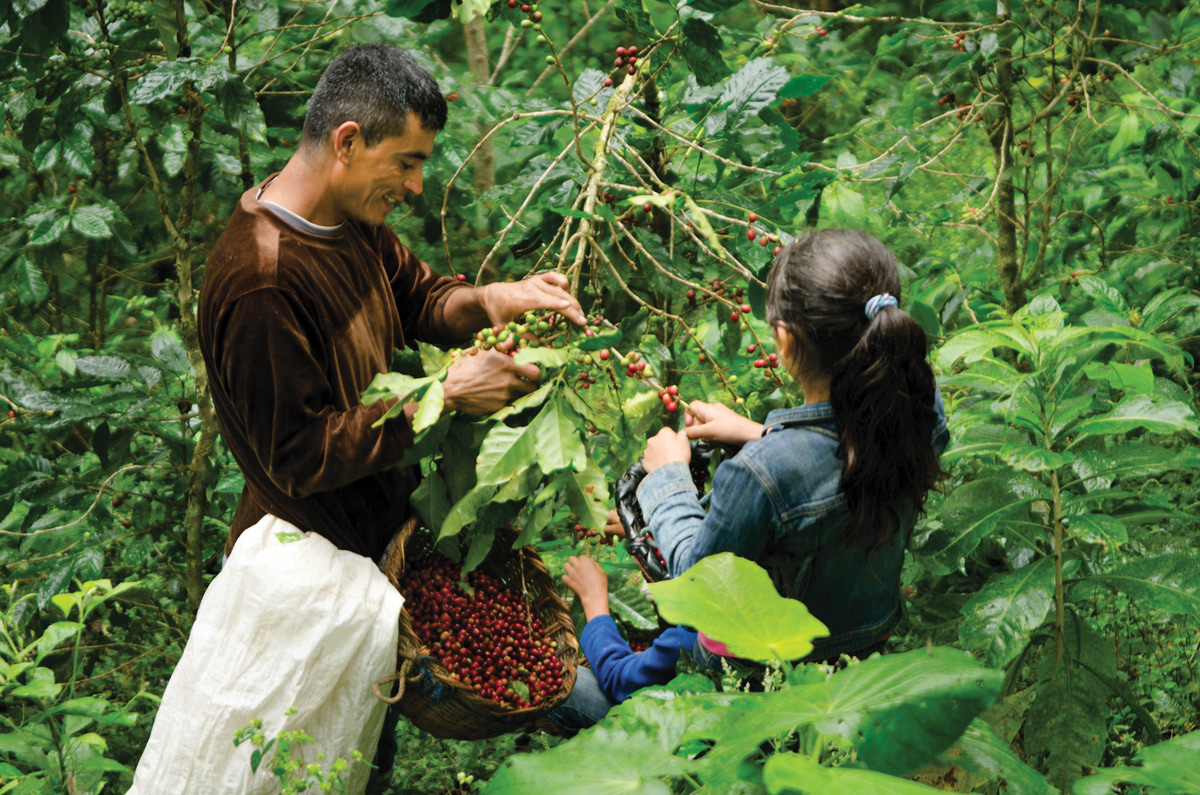 PickingCherries