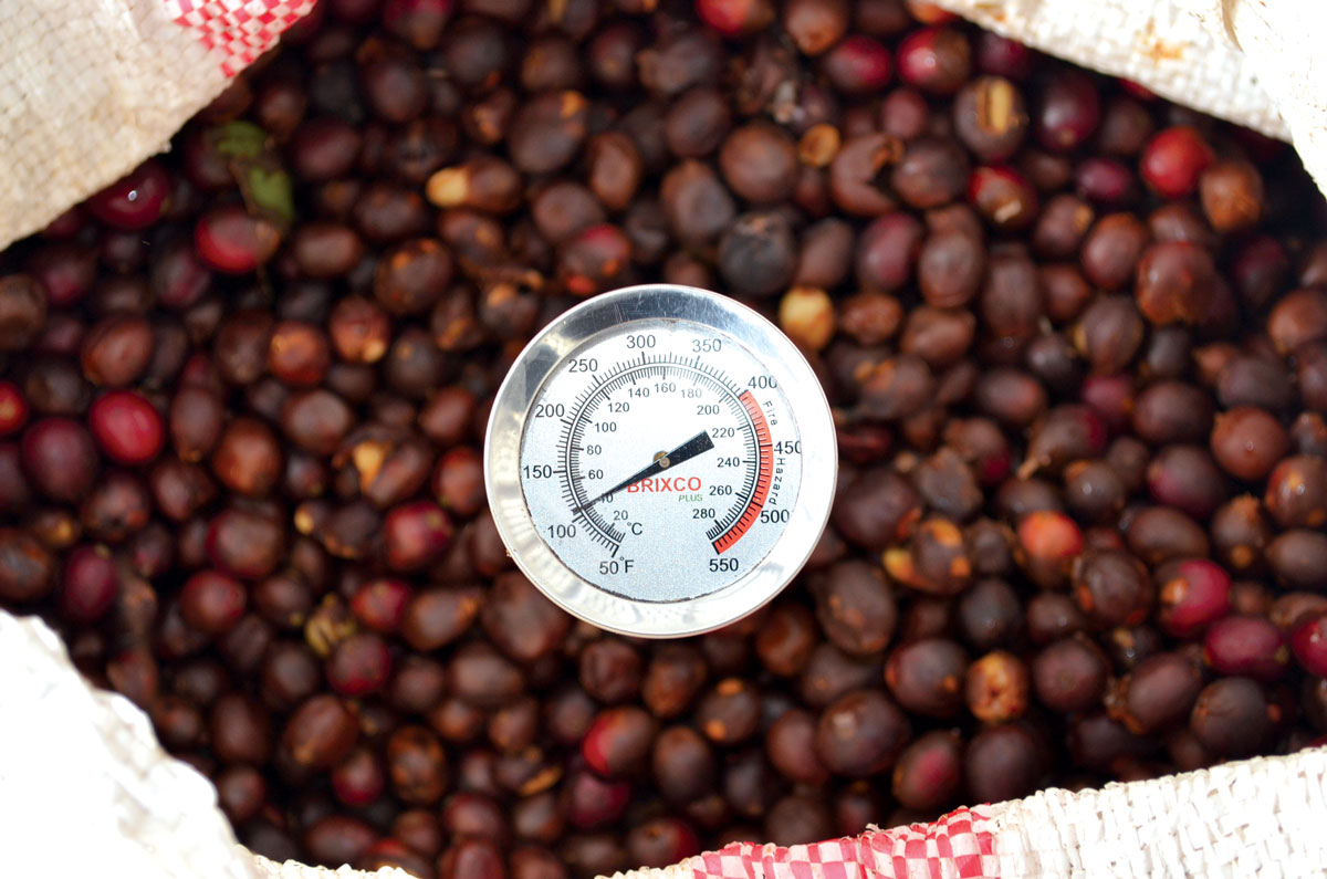 A temperature reading of coffee cherries.