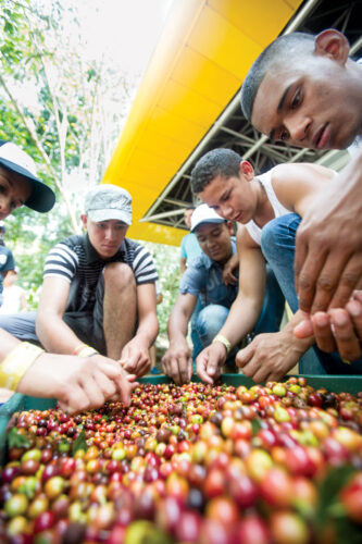 CAmp_CherrySorting