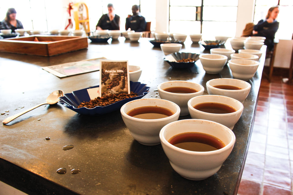 cuppingcupsontable_acacia_jacobibarra