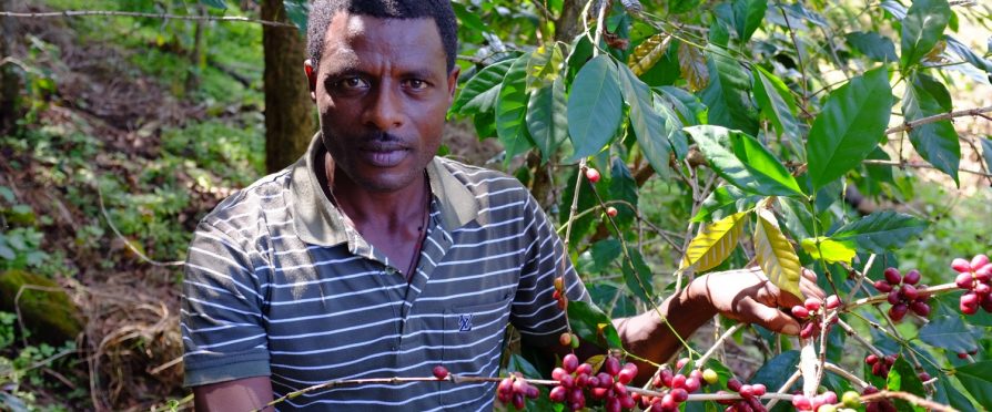 Deribe Wubayehu, Ethiopian coffee farmer.