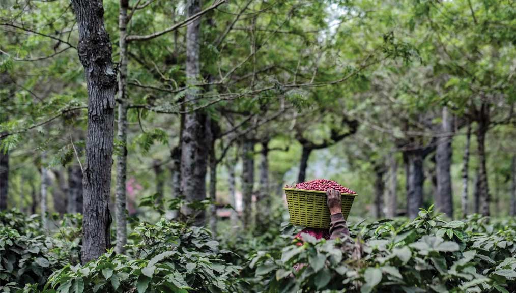 premature aging of coffee