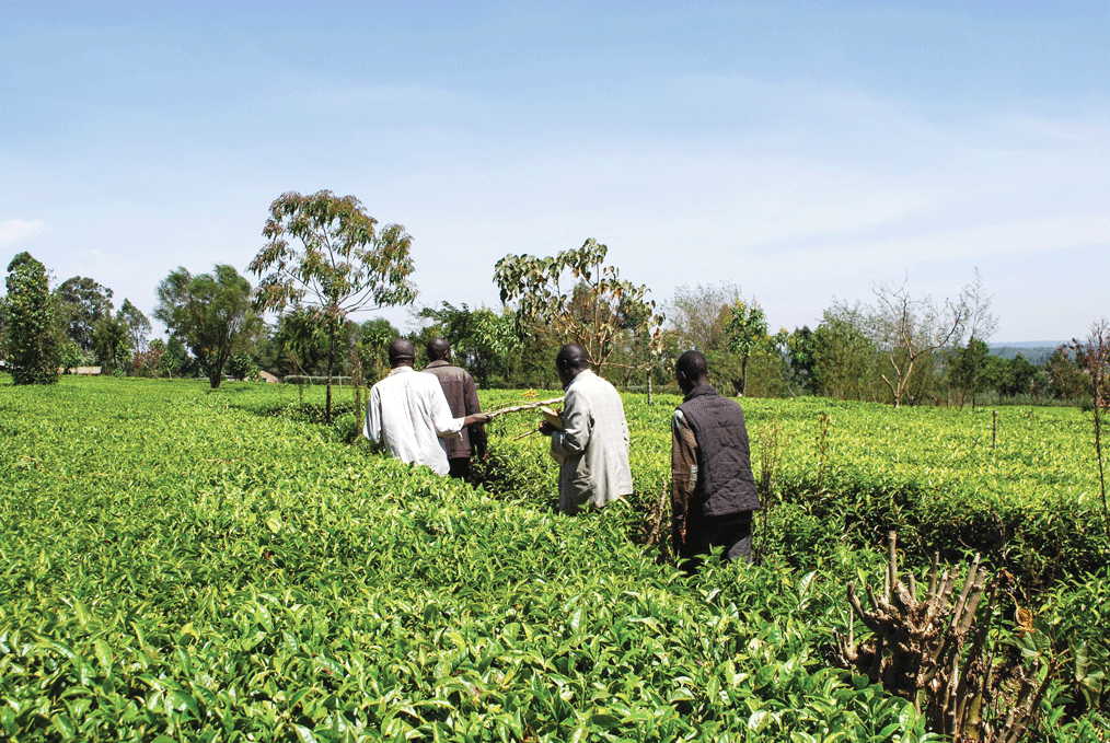 sustainable supply chain