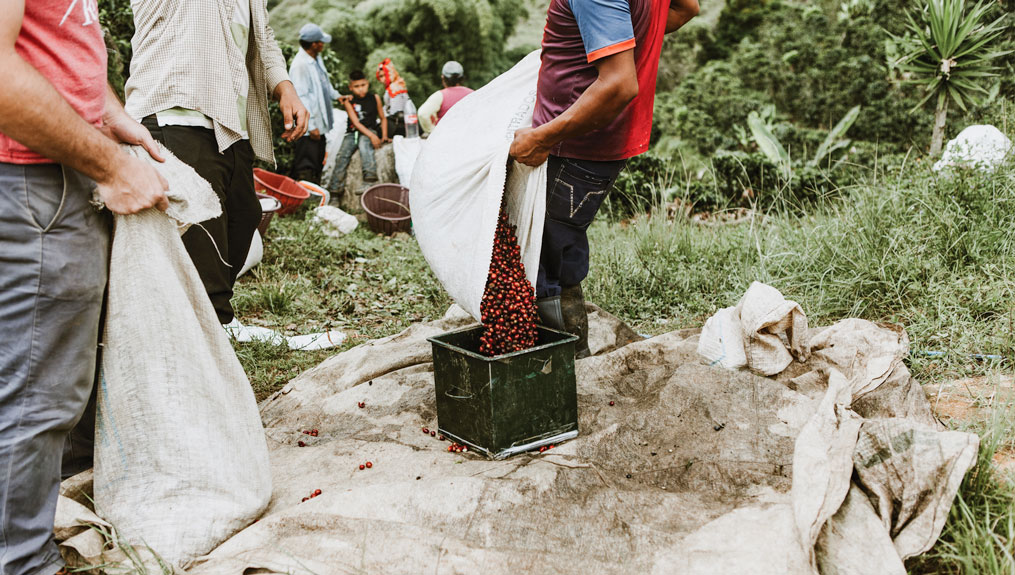 Costa Rica coffee harvest 2017-18