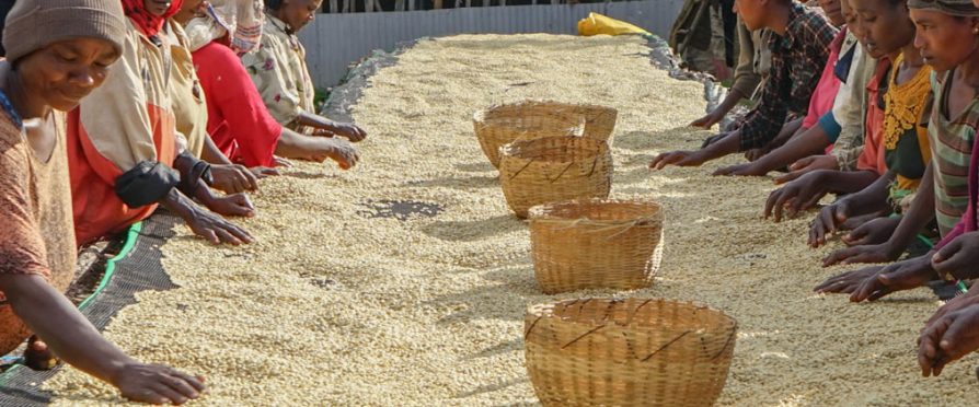 Cafe Imports Opens Doors to Ethiopia Sourcing Office