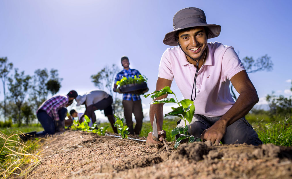 Planting Coffee at Skybury. 