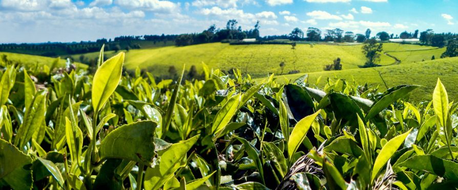 Kenya Tea Farmers Face Drought