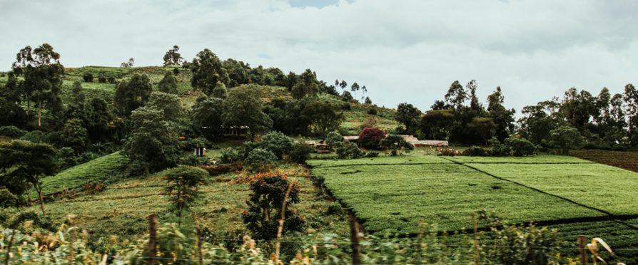 Kenya’s Low Tea Exports Lead to Weakened Shilling