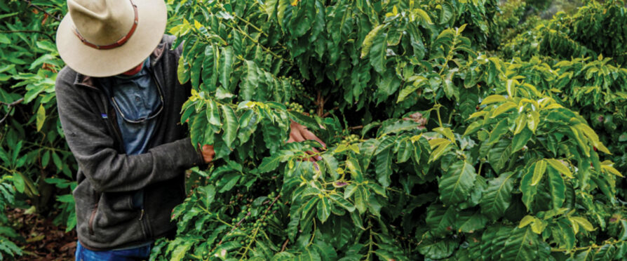 FRINJ Coffee Expands Regenerative Agriculture Research