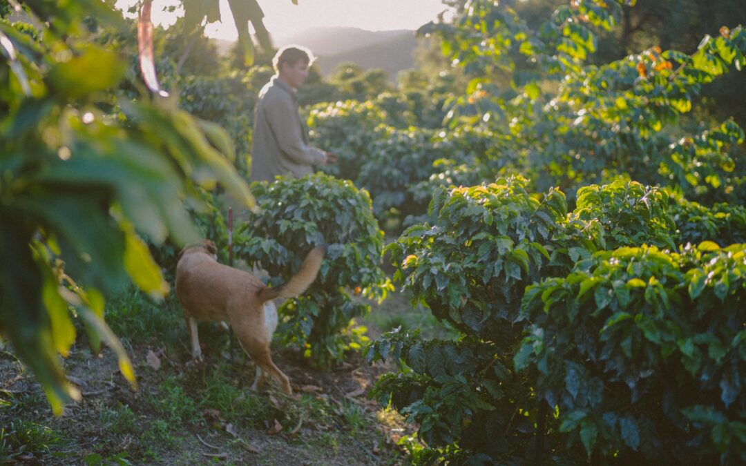 On The Growing California Coffee Movement