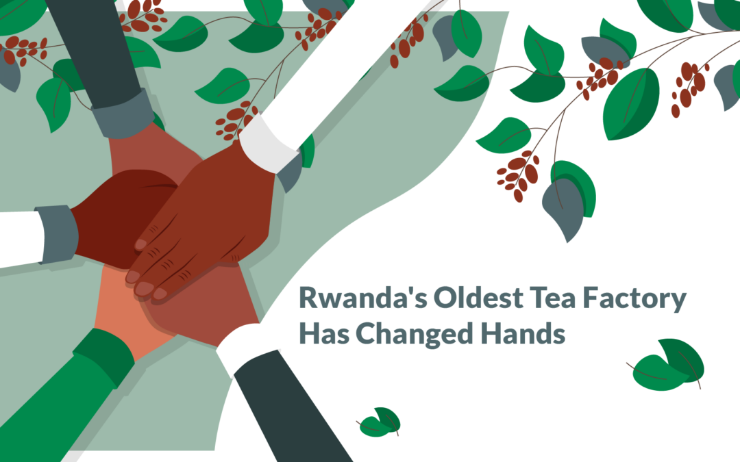 Rwanda’s Oldest Tea Factory Has Changed Hands: What Does That Mean?