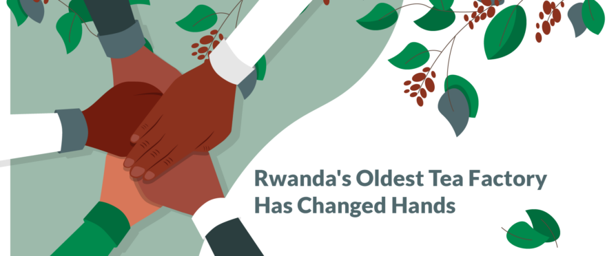 Rwanda’s Oldest Tea Factory Has Changed Hands: What Does That Mean?