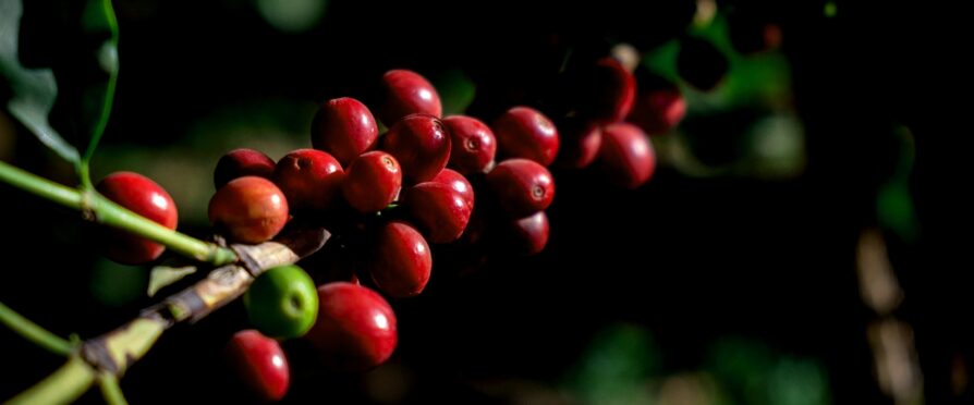 New Names, Same Faces: Genetic Accuracy for Yemeni Coffee
